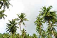 棕榈格罗夫棕榈树热带丛林象征而