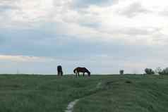 马啃食绿色草坪上多云的天气多云的天空