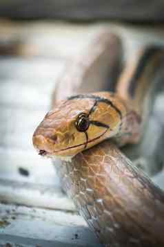 蛇有毒的爬行动物