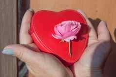 特写镜头手持有美丽的粉红色的玫瑰说谎红色的钱包形状心概念爱浪漫的礼物情人节一天
