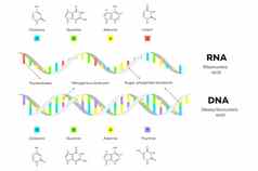 分子结构太太RNA信息图表教育向量插图