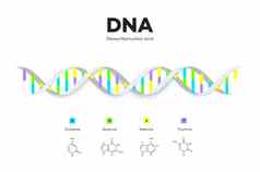 分子结构太太信息图表教育向量插图