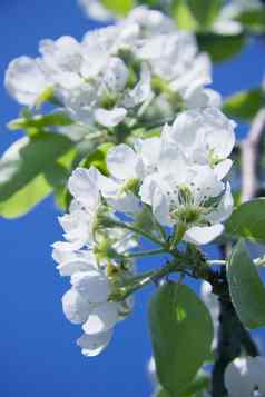 春天树开花了精致的白色樱桃花朵