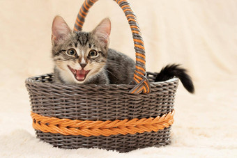 可爱的灰色的小猫喵喵叫坐着柳条篮子背景奶油皮毛格子