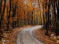 路路径黄色的叶子秋天森林自然新鲜的空气高树