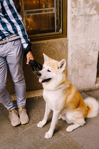 影片秋<strong>田</strong>犬犬儒狗坐着皮带老板腿日<strong>本</strong>秋<strong>田</strong>犬狗品种狗出现秋<strong>田</strong>犬省日<strong>本</strong>岛<strong>本</strong>州