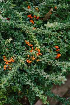 橙色浆果绿色布什火棘属多刺的常绿灌木蔷薇科家庭