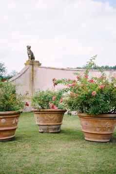 大粘土锅粉红色的玫瑰草坪上花园别墅意大利
