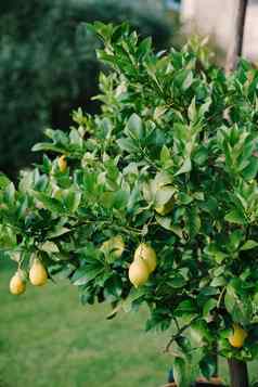 束新鲜的黄色的成熟的柠檬柠檬树分支机构意大利花园