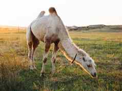 骆驼吃草自然场太阳新鲜的空气