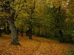 秋天自然树黄色的叶子农村景观