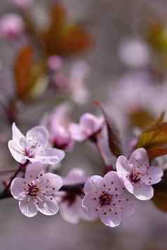 美丽的开花日本樱桃樱花季节背景户外自然模糊背景开花树春天阳光明媚的一天