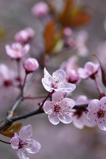 美丽的开花日本樱桃樱花季节背景户外自然模糊背景开花树春天阳光明媚的一天