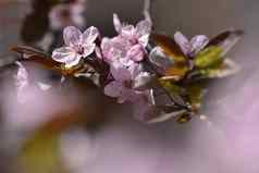 美丽的开花日本樱桃樱花季节背景户外自然模糊背景开花树春天阳光明媚的一天