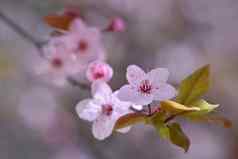 美丽的开花日本樱桃樱花季节背景户外自然模糊背景开花树春天阳光明媚的一天