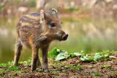 动物野生野猪野生年轻的熊玩自然其scrofa