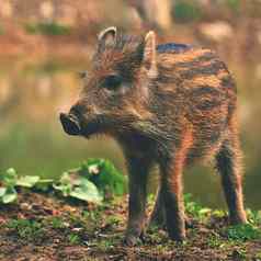 动物野生野猪野生年轻的熊玩自然其scrofa