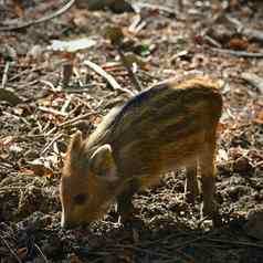 美丽的猪野生自然野生野猪动物森林可爱的年轻的