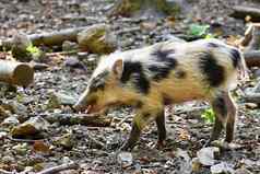 美丽的猪野生自然野生野猪动物森林可爱的年轻的