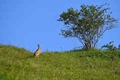 毛兔子树春天自然背景动物