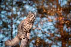 可爱的灰色的猫爬上日志走距离