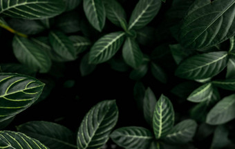 绿色叶子纹理背景密集的黑暗绿色叶子丛林自然摘要背景植物热带森林异国情调的植物花园有机壁纸树叶模式热带绿色植物