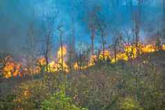 亚马逊雨森林火灾难燃烧引起的人类