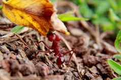 切叶蚂蚁花园萨尔瓦多城市