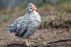 斑点灰色的不错的年轻的母鸡