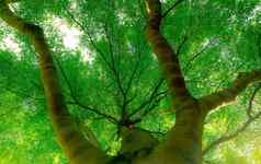 底视图树树干绿色叶子大树森林阳光新鲜的环境春天绿色植物给氧气花园美自然生态系统生态生活环境一天