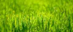 草坪上绿色郁郁葱葱的草公园春天一天阳光明媚的