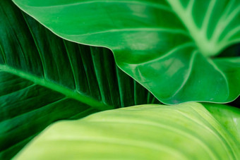 绿色叶纹理背景美房子植物花园室内植物绿色叶首页装饰壁纸水疗中心精神健康心治疗网络横幅有机产品