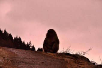 特写镜头<strong>日本</strong>短尾猿冬天季节