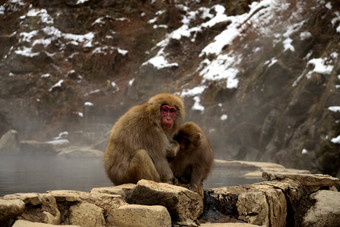 特写镜头<strong>日本</strong>短尾猿冬天季节