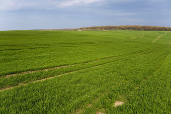 场年轻的绿色小麦幼苗豆芽年轻的大麦小麦发芽土壤关闭发芽黑麦场豆芽黑麦农业培养