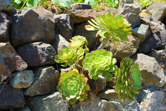 多汁的植物beetwen石头长<strong>满</strong>青苔的乡村石头<strong>墙</strong>特写镜头照片粗糙的石头<strong>墙</strong>古老的建筑绿色莫斯石头特写镜头力自然概念