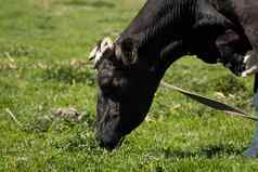 黑色的白色牛夏天牧场吃草