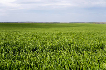 年轻的绿色小麦幼苗日益增长的土壤场关闭发芽黑麦场豆芽黑麦豆芽年轻的大麦小麦发芽土壤农业培养