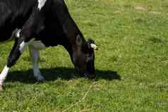 黑色的白色牛夏天牧场吃草