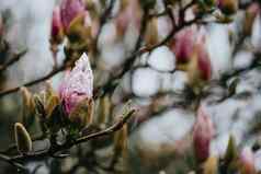 盛开的粉红色的花树春天复制空间色彩斑斓的音调