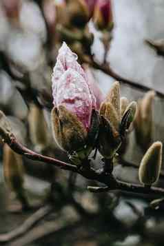 盛开的粉红色的花树春天复制空间色彩斑斓的音调
