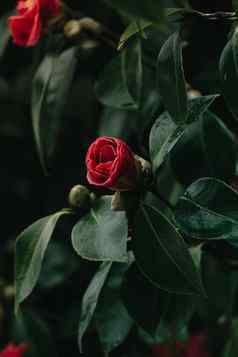 红色的玫瑰盛开的春天树色彩斑斓的音调复制空间水滴