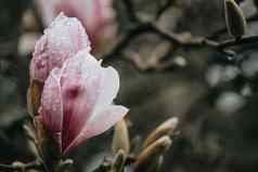 超级关闭盛开的粉红色的花树春天复制空间色彩斑斓的音调