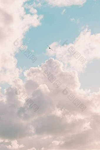 超级白色云海鸥飞行自由自由概念自由