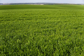 年轻的绿色小麦幼苗日益增长的土壤场关闭发芽黑麦场豆芽黑麦豆芽年轻的大麦小麦发芽土壤农业培养