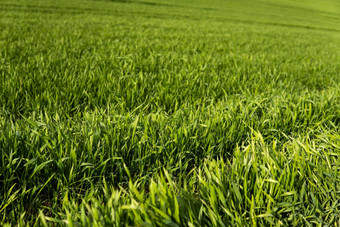 年轻的绿色小麦幼苗日益增长的土壤场关闭发芽黑麦场<strong>豆芽</strong>黑麦<strong>豆芽</strong>年轻的大麦小麦发芽土壤农业培养