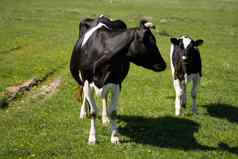 黑色的白色牛小腿夏天牧场吃草