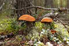 美丽的可食用的橙色帽牛肝菌属蘑菇森林
