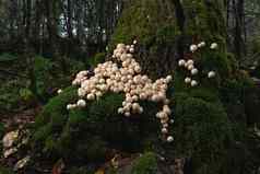 大集团可食用的Lycoperdon蘑菇尘菌生长树树桩森林