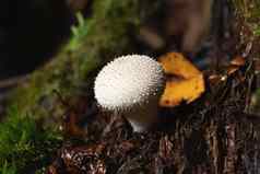 可食用的Lycoperdonperlatum蘑菇尘菌生长树树桩森林
